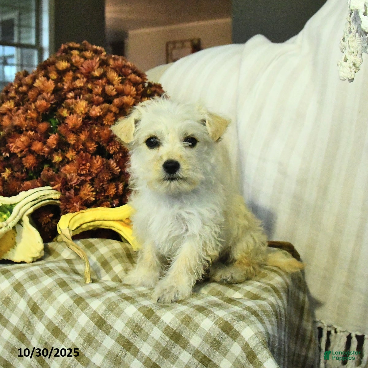 Mixed Breed dogs Diamond - Ad 10