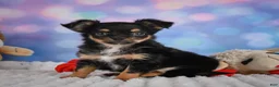 Chihuahua dogs for sale: Elvis - Ad 21