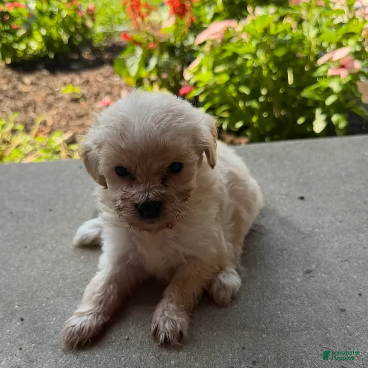 Maltipoo dogs for sale: Kitty - Ad 2