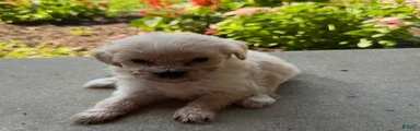 Kitty