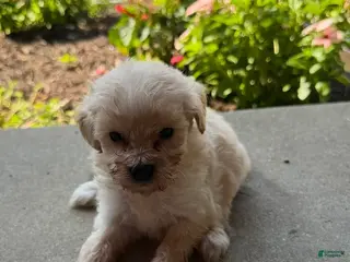 Maltipoo dogs Kitty - Ad 8