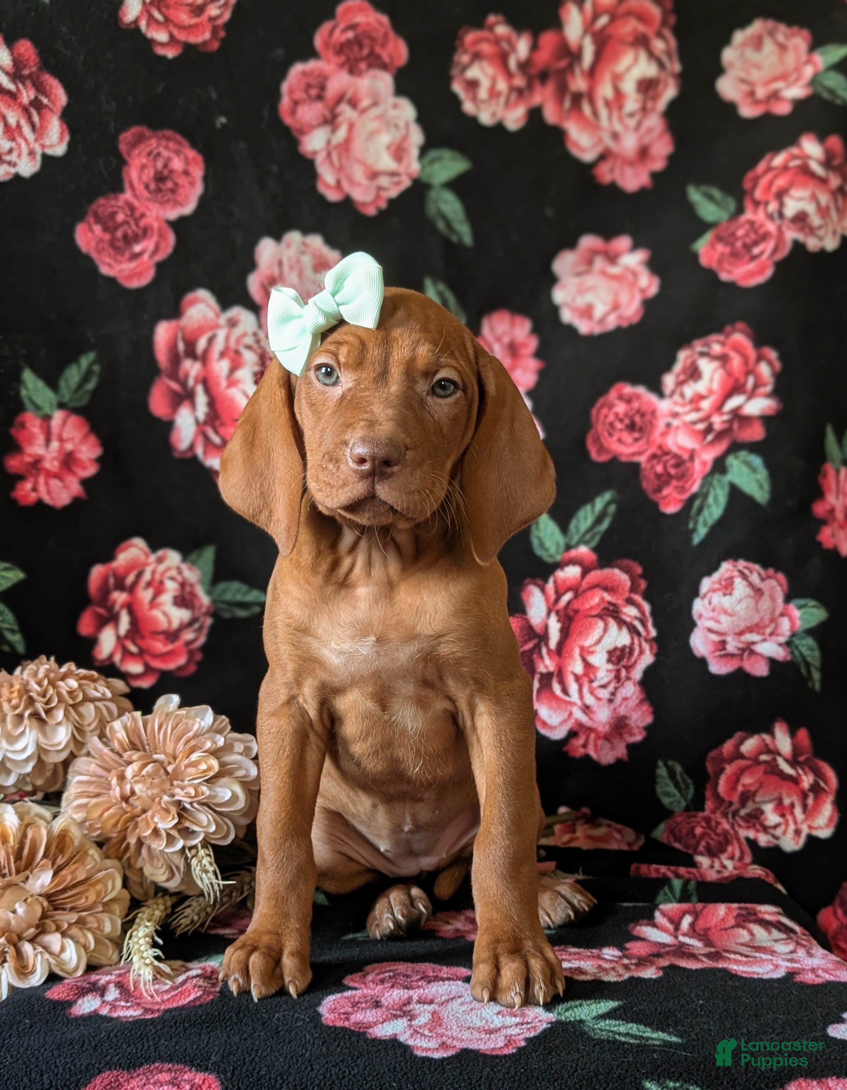 Vizsla dogs Kameron - Ad 2