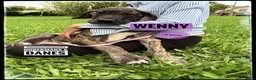 Great Dane dogs for sale: Wenny - Ad 10