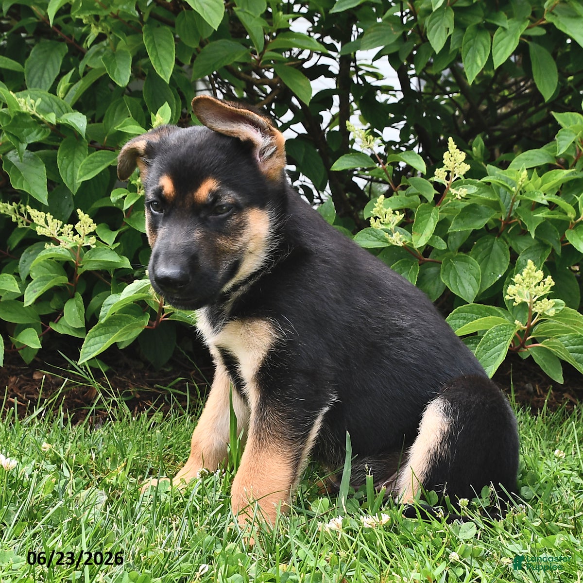 German Shepherd dogs Prince   - Ad 2