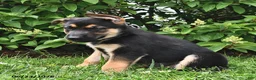 German Shepherd dogs for sale: Prince   - Ad 2
