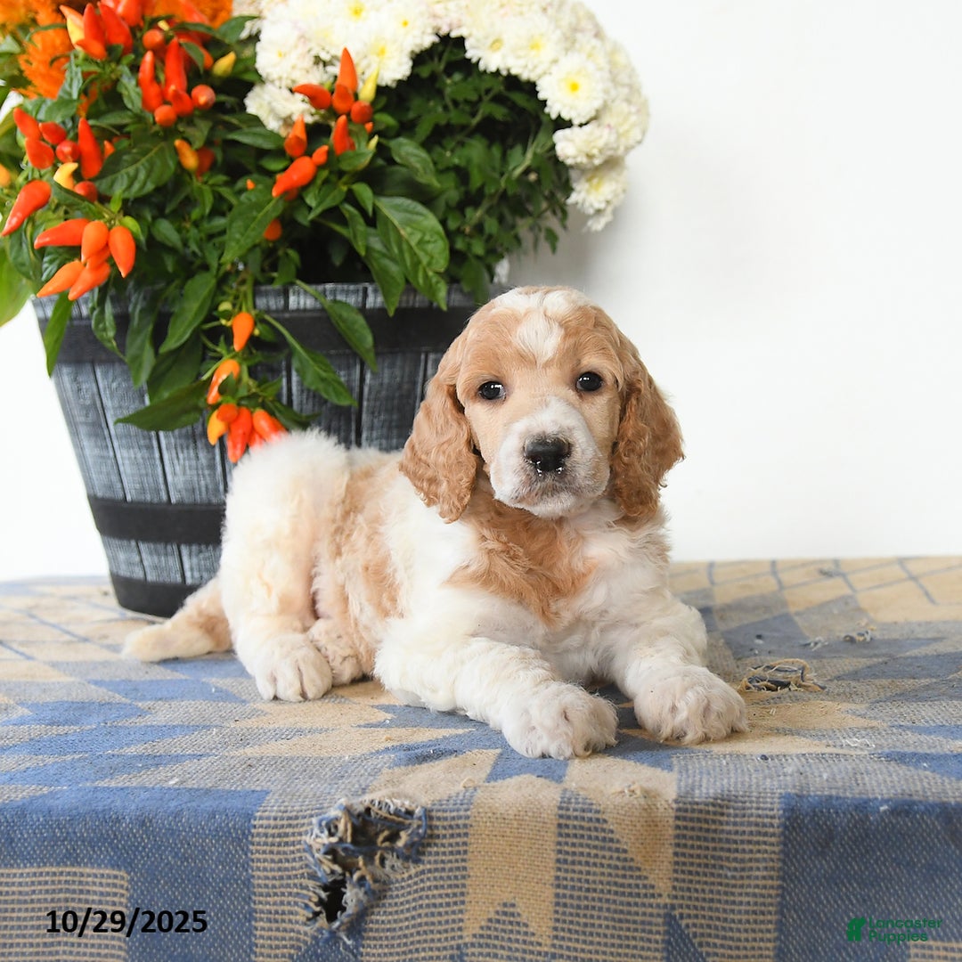 Standard Poodle dogs for sale: Toby - Ad 4