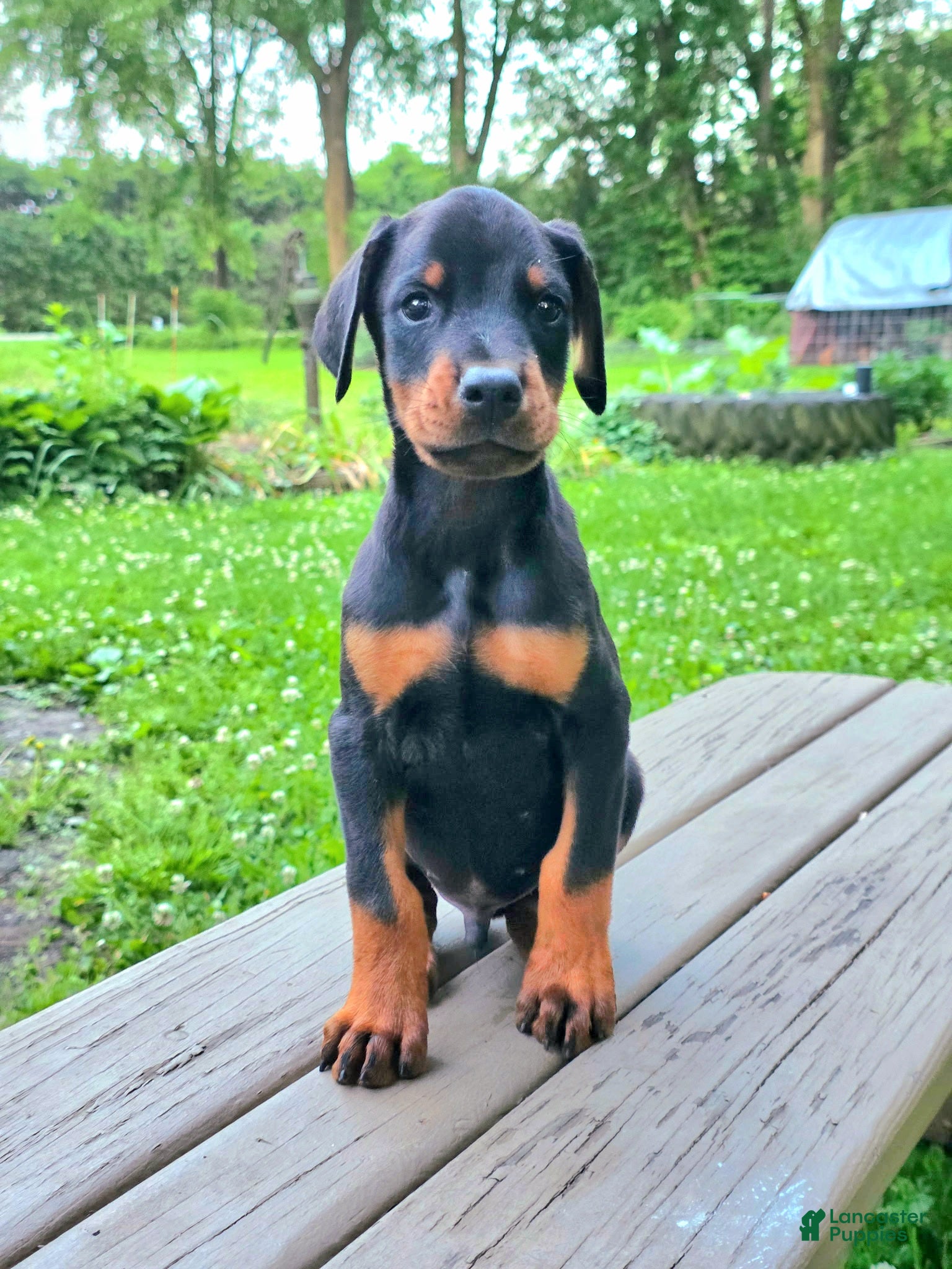 Doberman Pinscher dogs for sale: Griffin - Ad 2