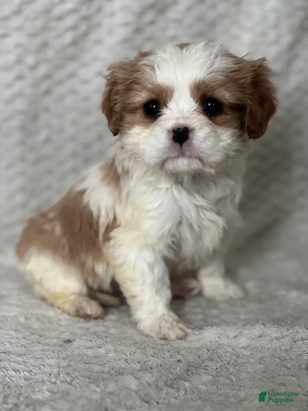 Cavalier King Charles Spaniel dogs for sale: Daphne - Ad 2