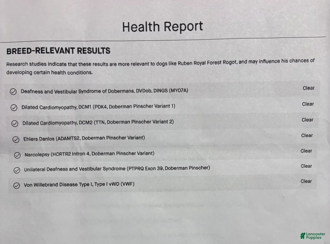 Doberman Pinscher dogs for sale: Doberman Pinscher Puppy 1 - Ad 3