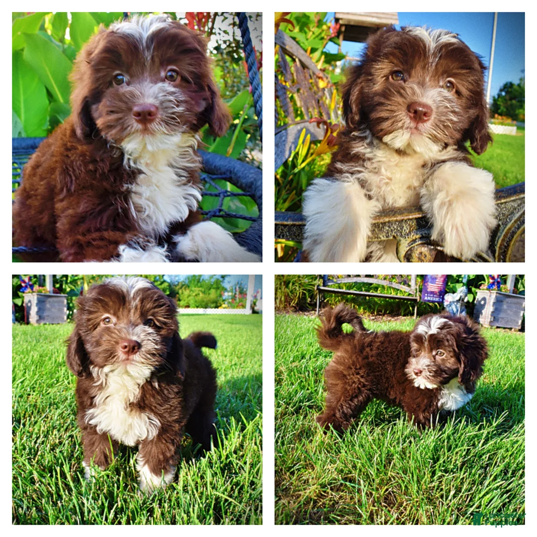 Havapoo dogs for sale: Emma - Ad 1