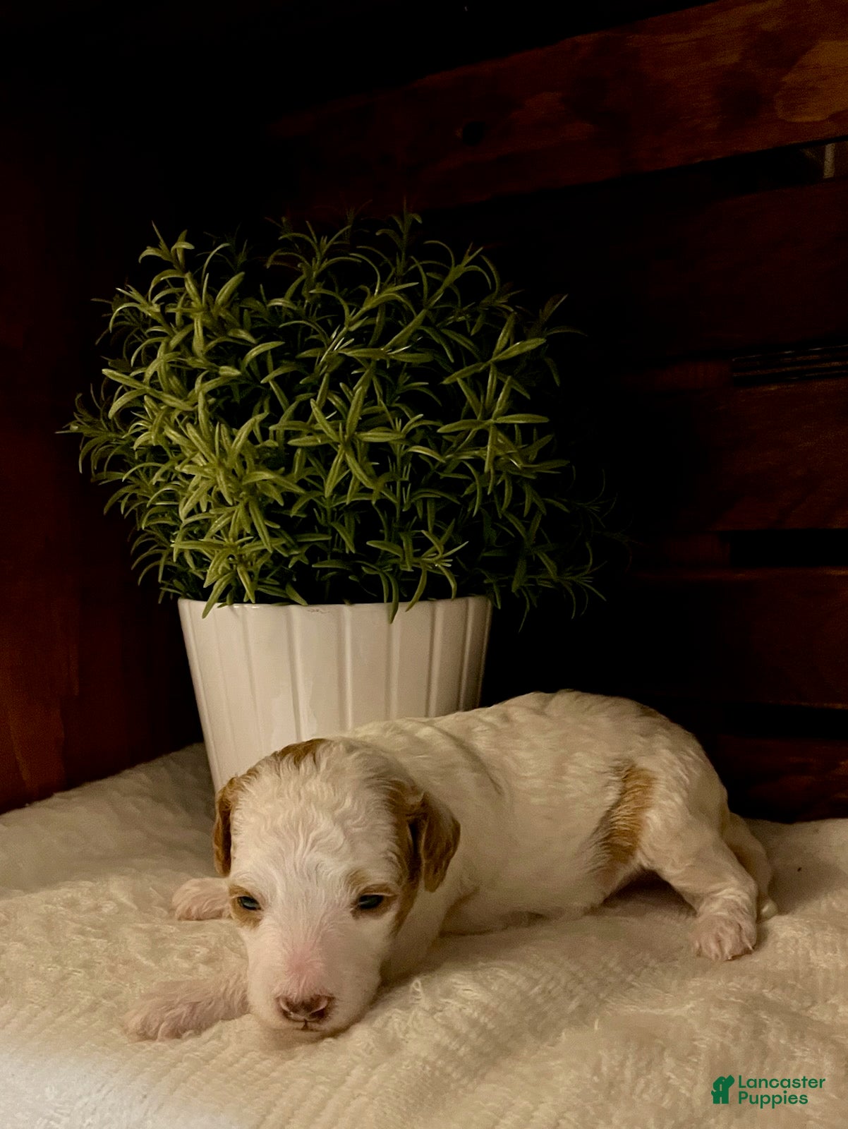 Miniature Poodle dogs Cappuccino - Ad 1