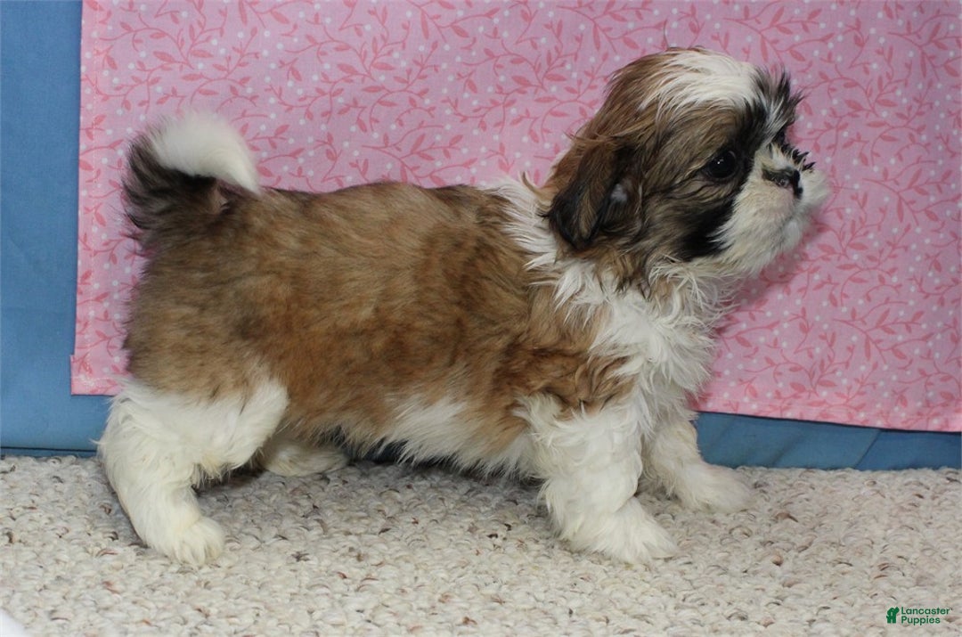 Shih Tzu dogs for sale: Jobelle - Ad 4