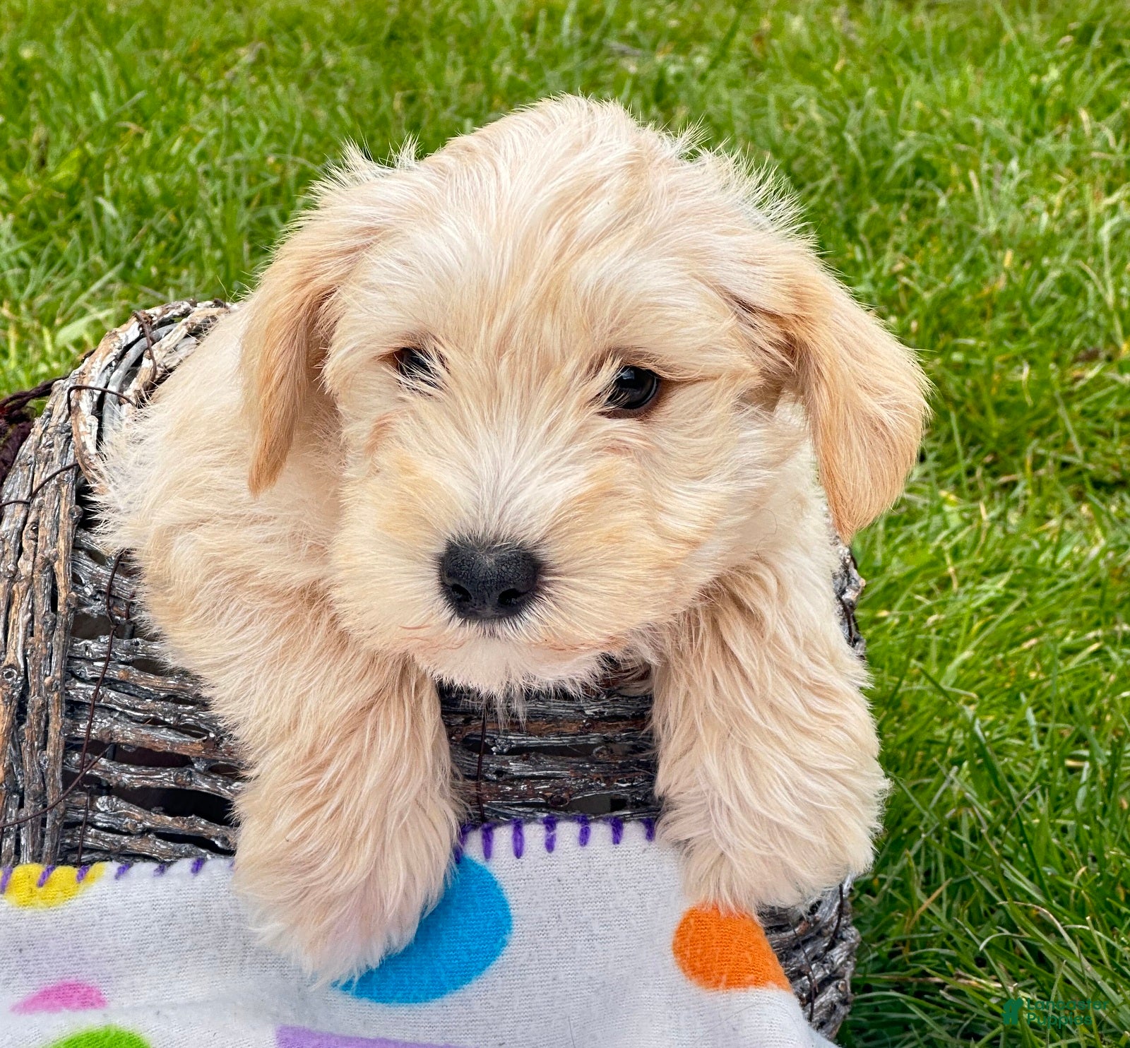Miniature Schnauzer dogs Miniature Schnauzer Micky - Ad 42