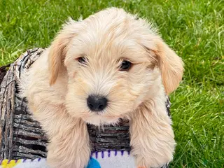 Miniature Schnauzer dogs Miniature Schnauzer Micky - Ad 42