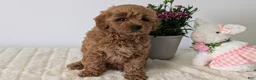 Mini Goldendoodle dogs for sale: Lady - Ad 4