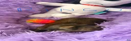 Dachshund dogs for sale: Dachshund 1 - Ad 4