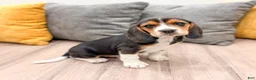 Beagle dogs for sale: Spot - Ad 3