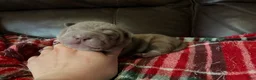 Shar Pei dogs for sale: Parker - Ad 3