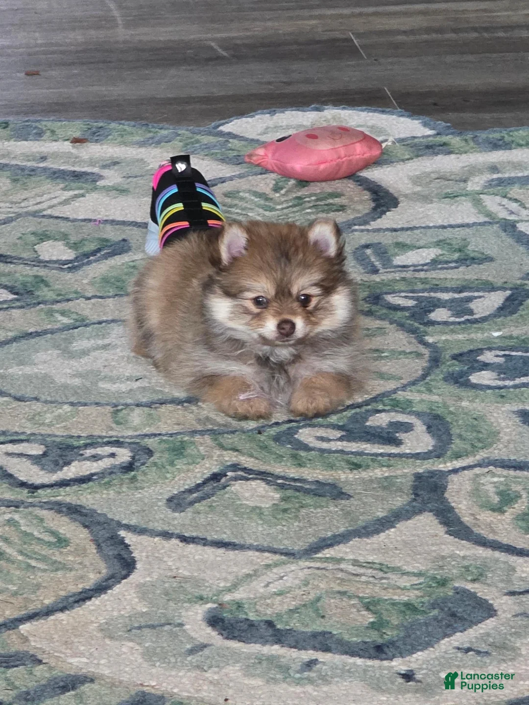 Pomeranian dogs for sale: Dyna - Ad 2