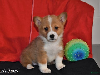 Welsh Corgi Pembroke dogs Casey - Ad 3