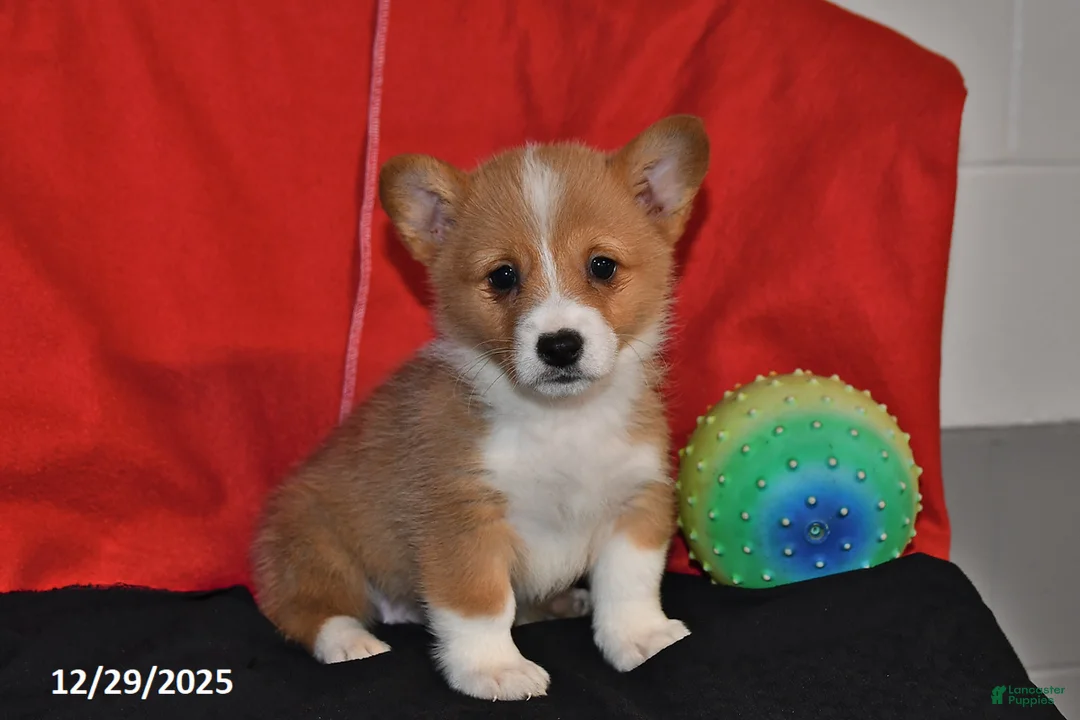 Welsh Corgi Pembroke dogs for sale: Casey - Ad 1