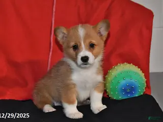 Welsh Corgi Pembroke dogs Casey - Ad 30