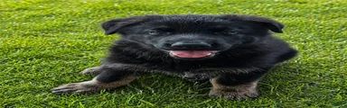 German Shepherd Puppy 1
