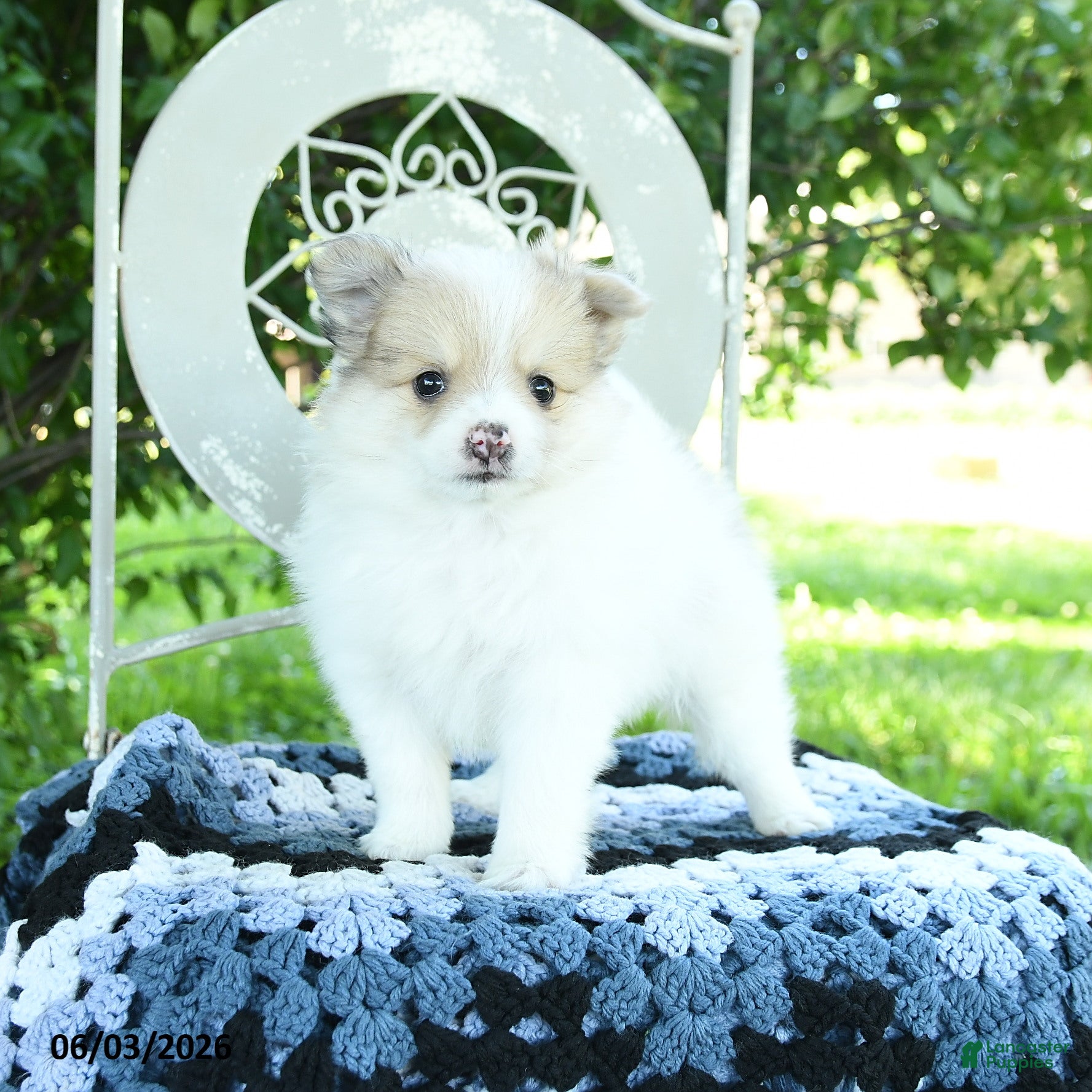 Pomeranian dogs for sale: Portia - Ad 3
