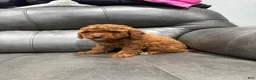 Toy Poodle dogs for sale: Candy  - Ad 4
