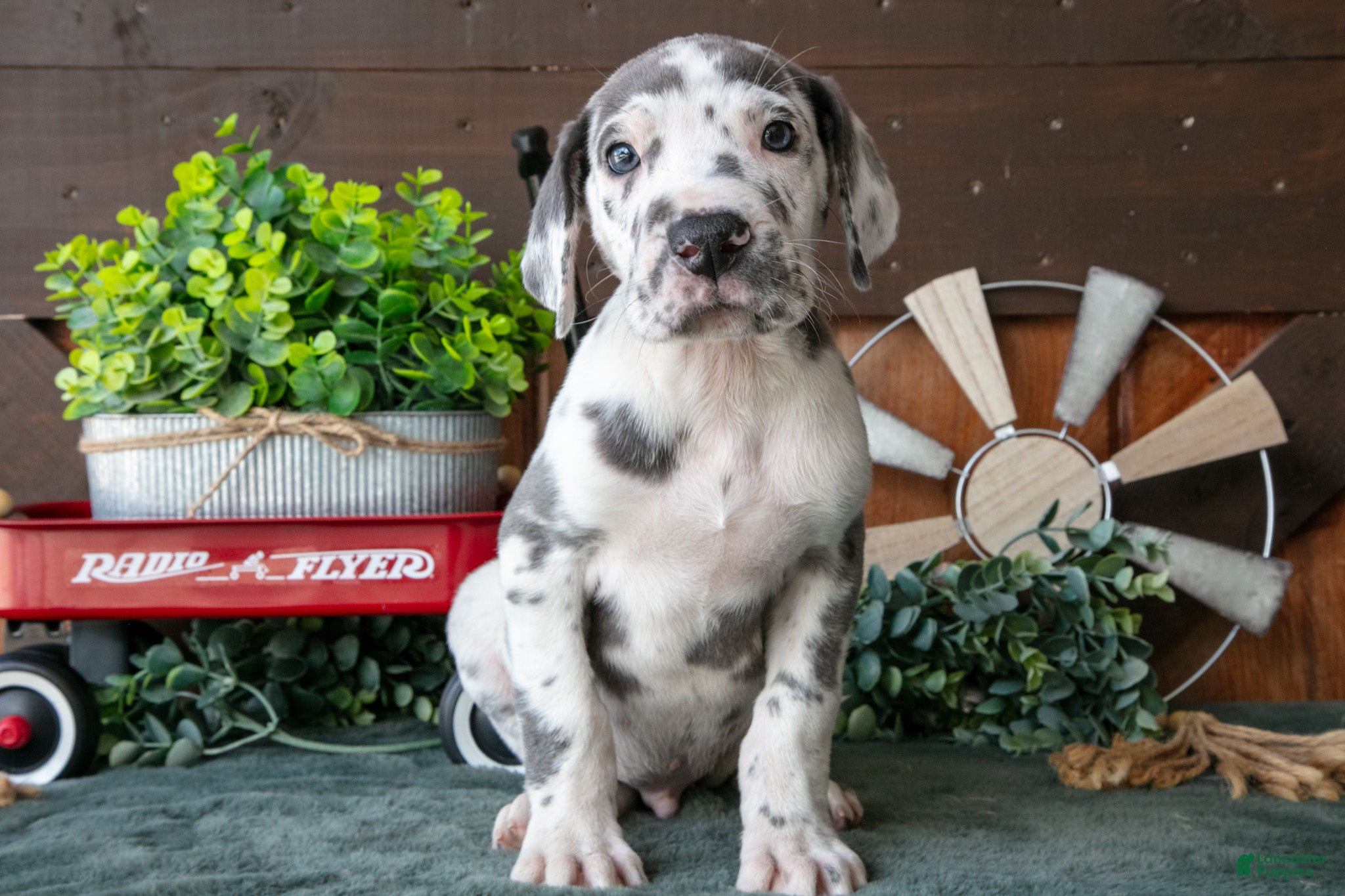 Great Dane dogs Cruiser - Ad 1