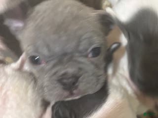 Mixed Breed dogs Cinderella - Ad 30