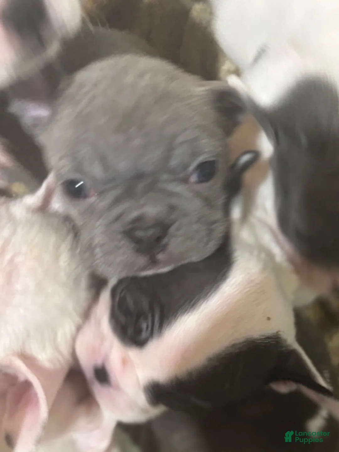 Mixed Breed dogs for sale: Cinderella - Ad 1