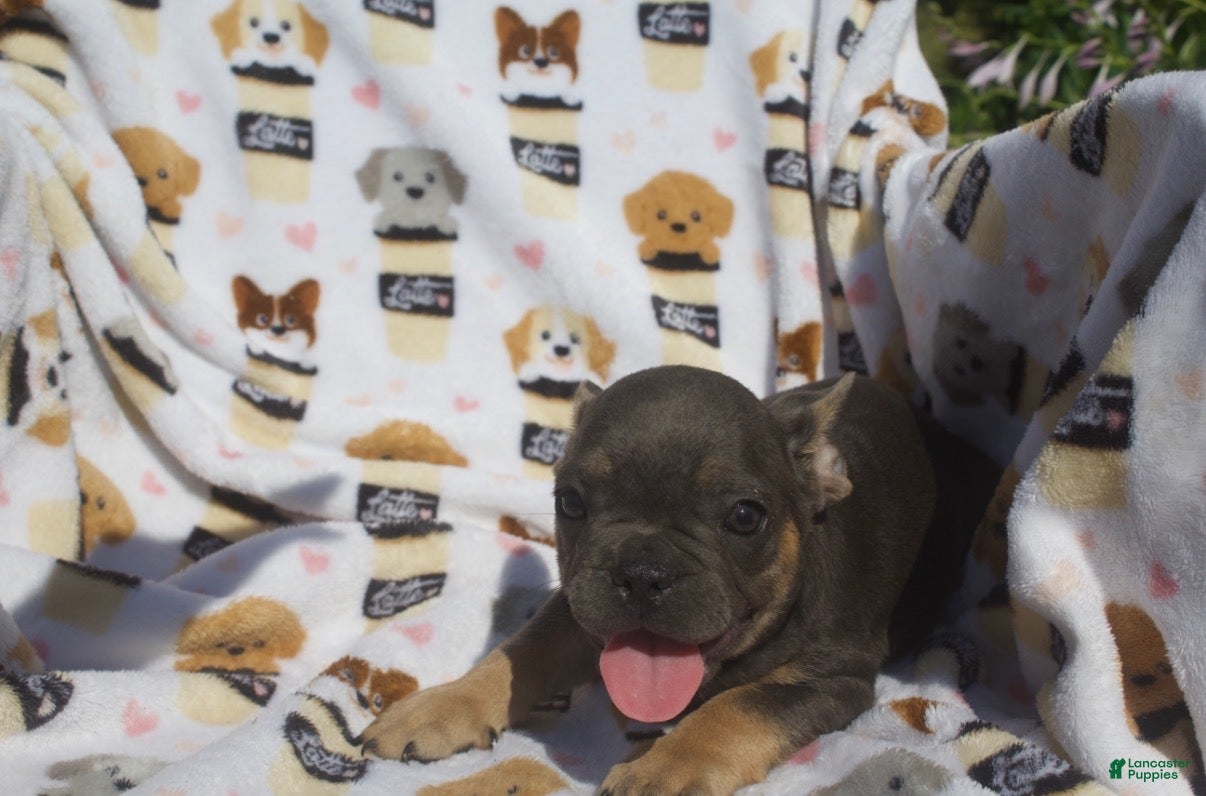 French Bulldog dogs French Bulldog 3 - Ad 1
