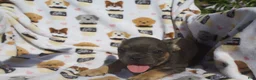 French Bulldog dogs for sale: French Bulldog 3 - Ad 1