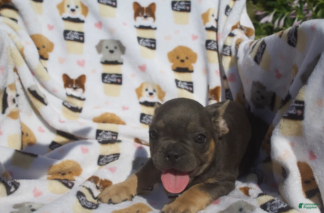 French Bulldog dogs for sale: French Bulldog 3 - Ad 1