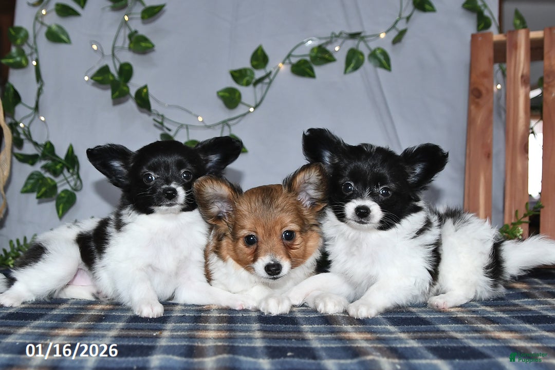 Papillon dogs for sale: Cruzer - Ad 5