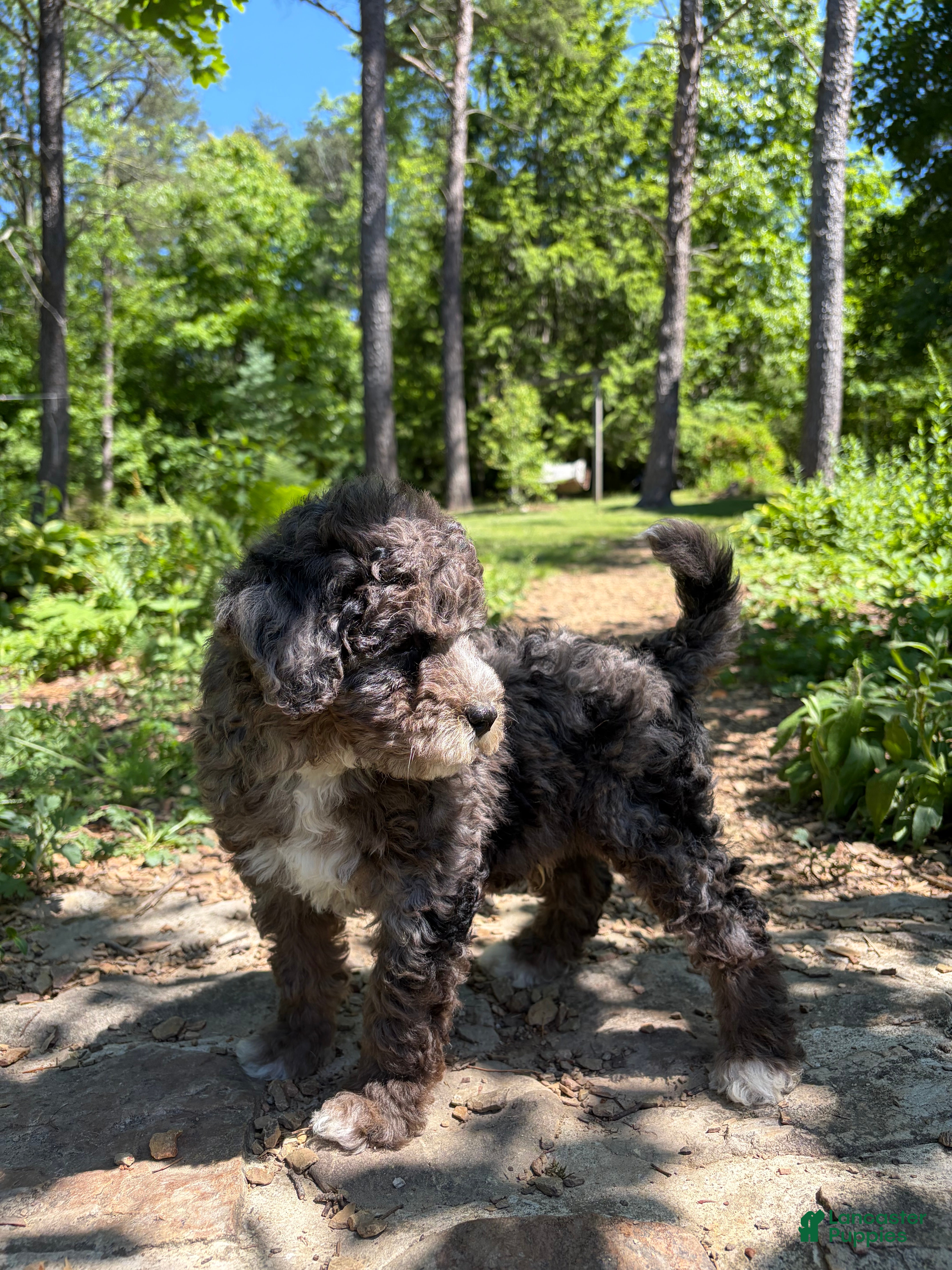 Mini Bernedoodle dogs Midnight  - Ad 2