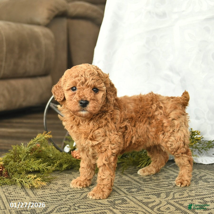 Miniature Poodle dogs Eden  - Ad 8