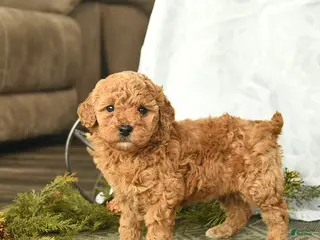 Miniature Poodle dogs Eden - Ad 27