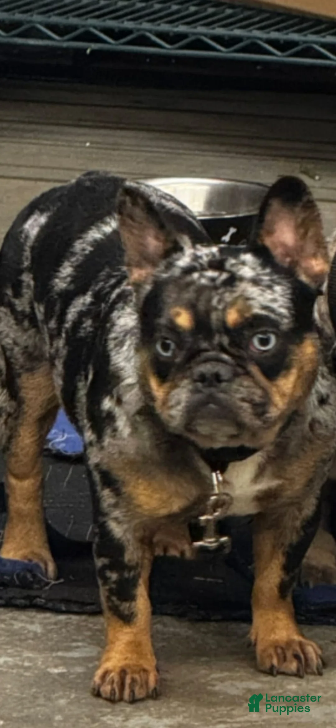 French Bulldog dogs for sale: Ivy  - Ad 7