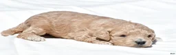 Mini Goldendoodle dogs for sale: Nancy - Ad 7