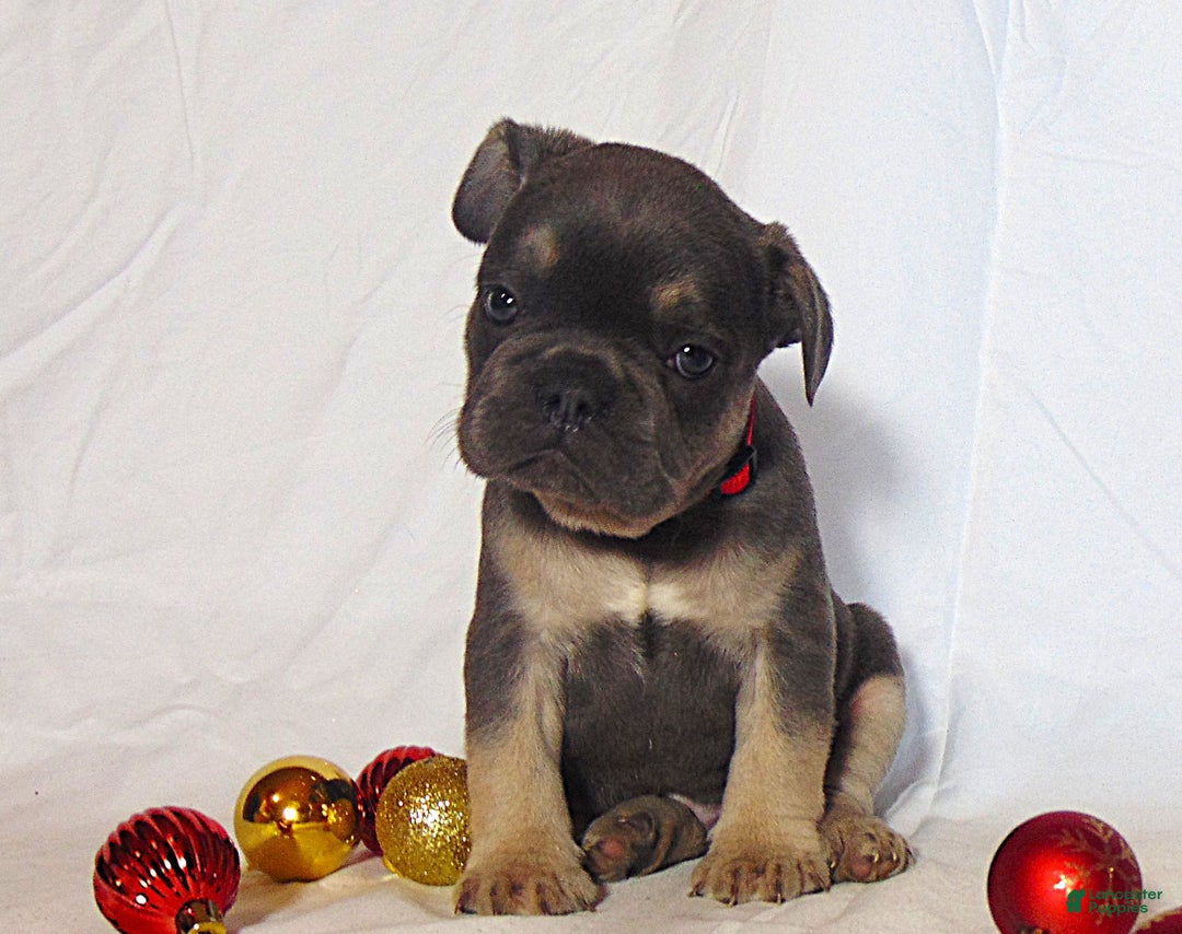 French Bulldog dogs for sale: Todd - Ad 1