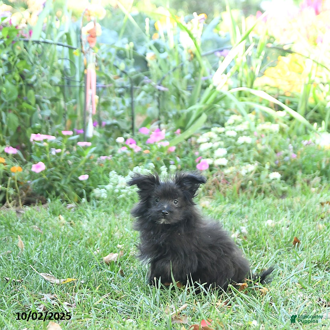 Pomapoo dogs for sale: Banjo - Ad 8