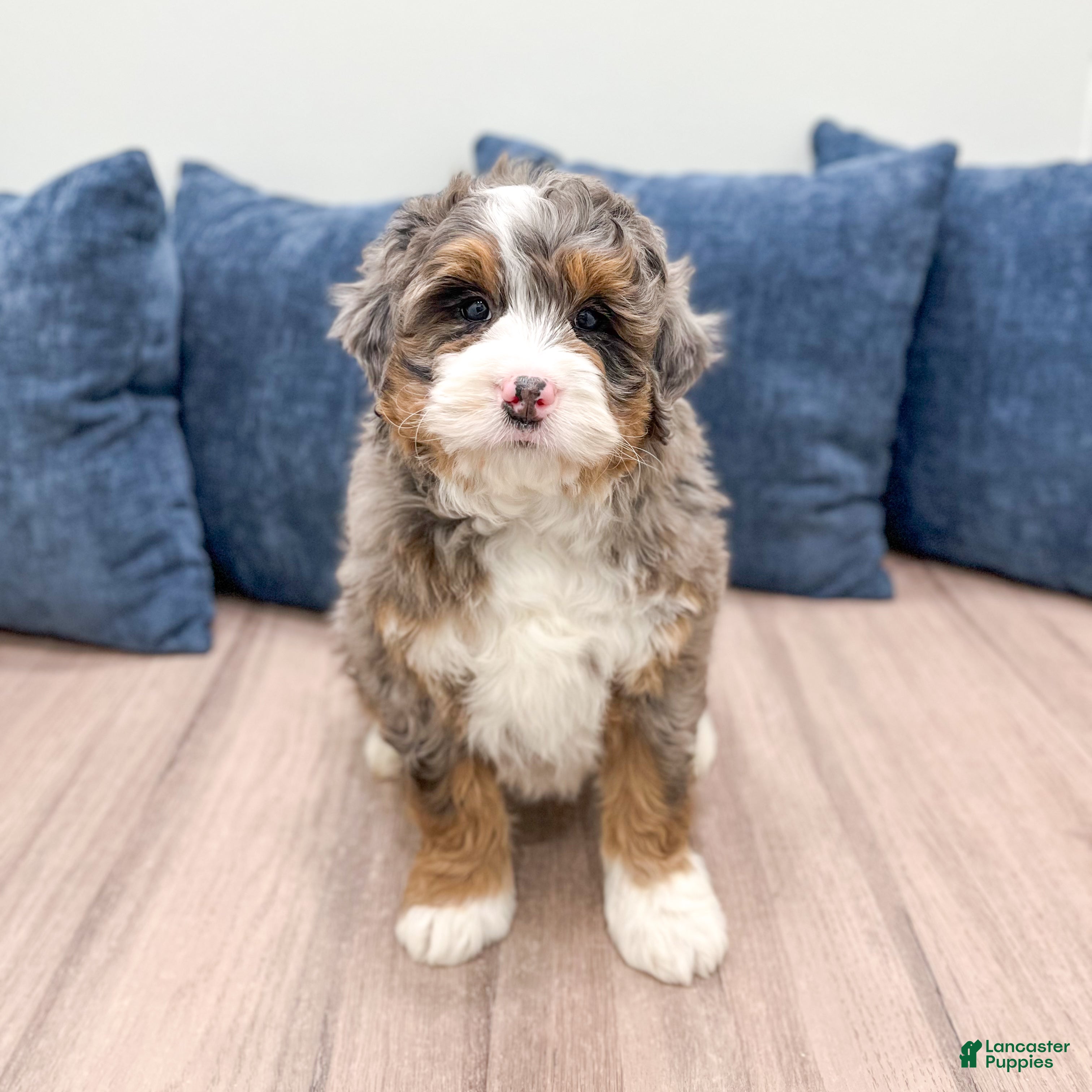 Mini Bernedoodle dogs Jackson - Ad 1