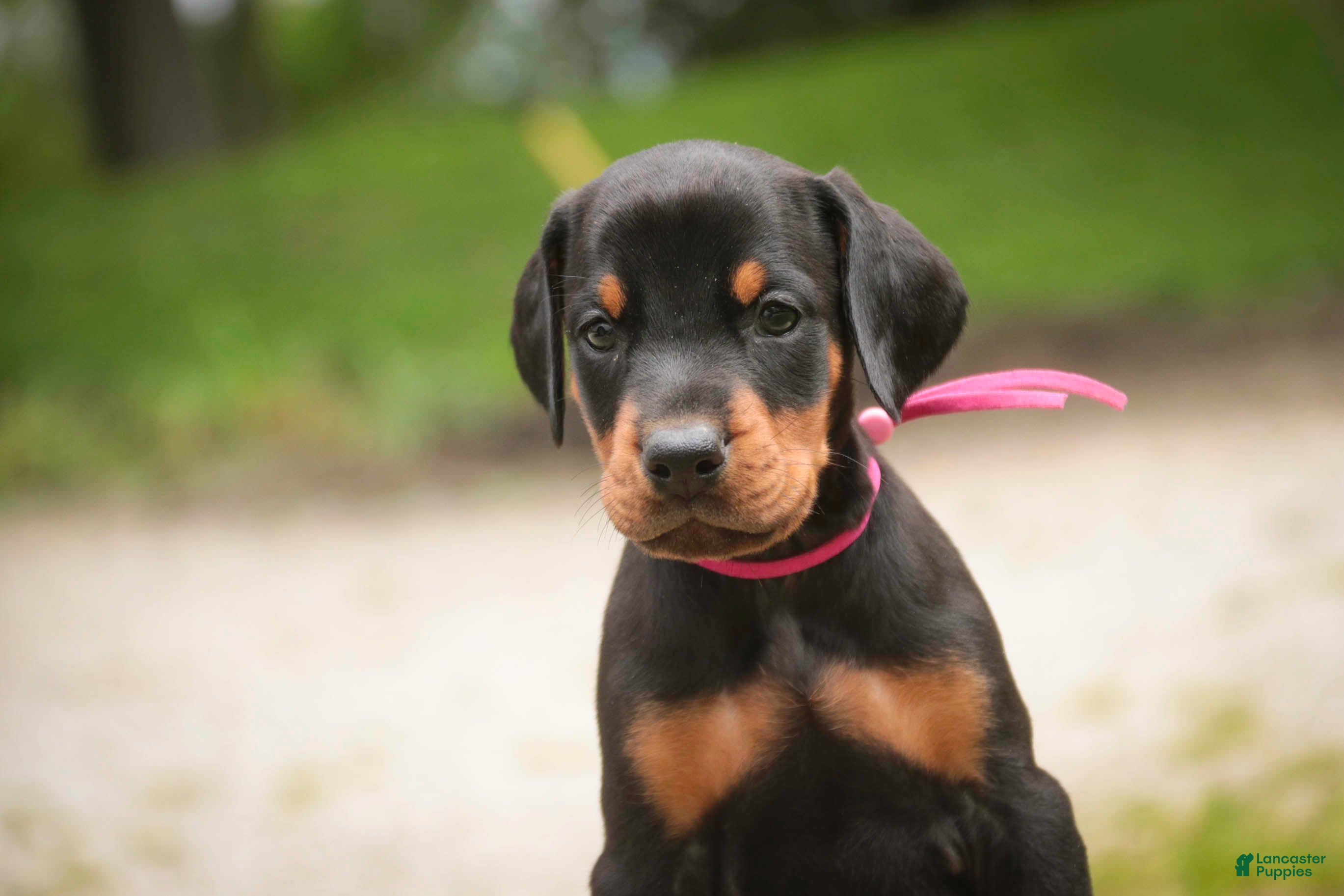 Doberman Pinscher dogs for sale: Delphine - Ad 3