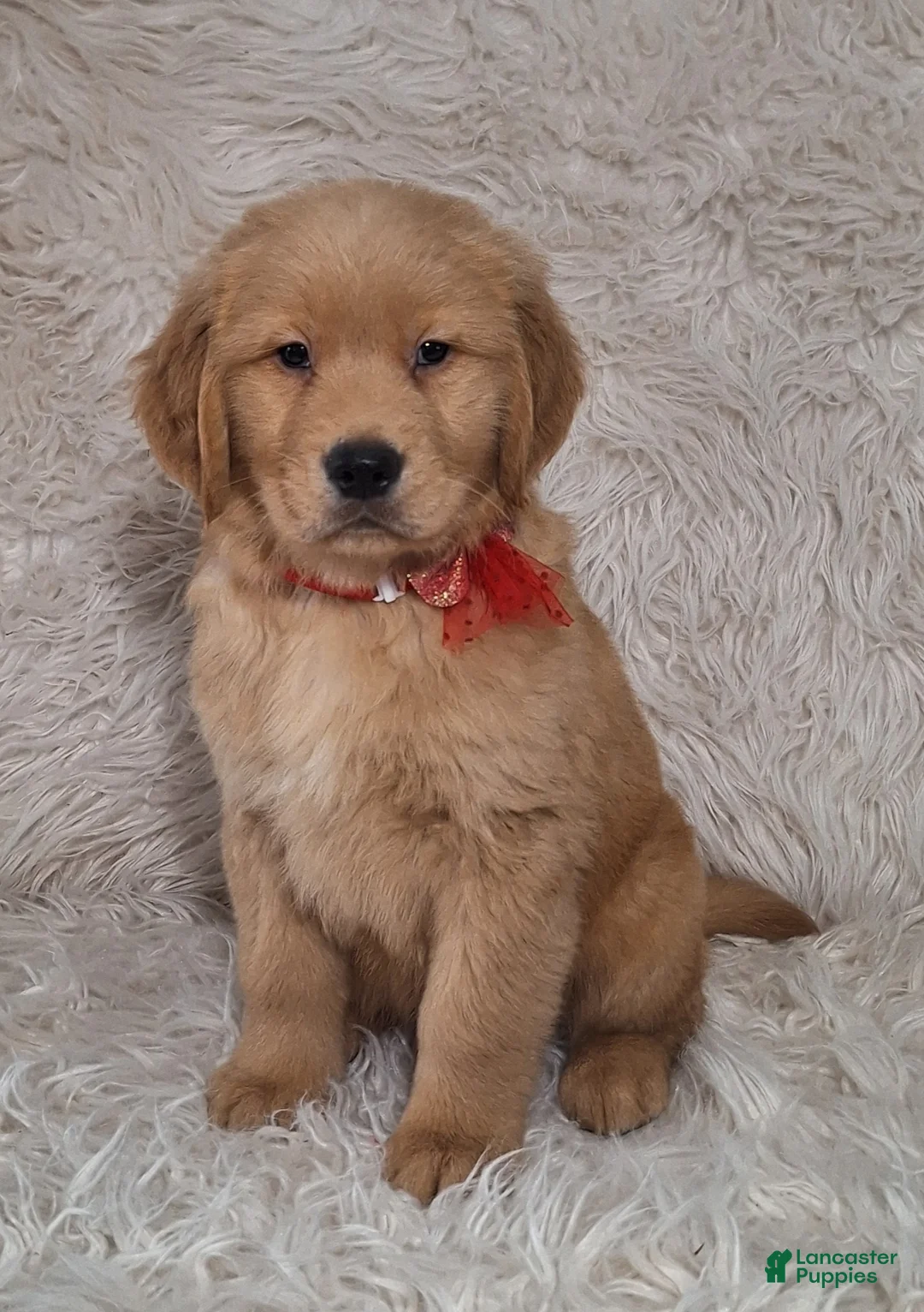 Golden Retriever dogs for sale: Cleo - Ad 1