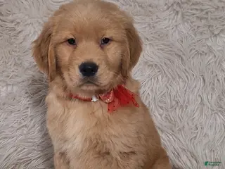 Golden Retriever dogs Cleo - Ad 26