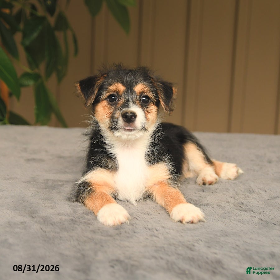 Mixed Breed dogs Glenda - Ad 2