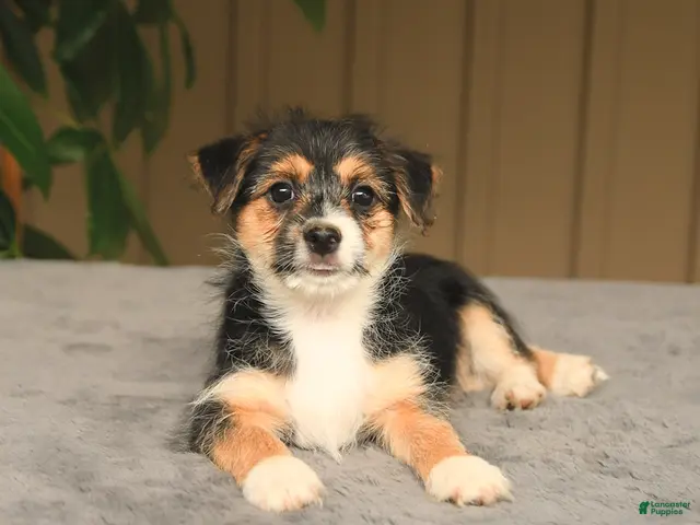Mixed Breed dogs for sale: Glenda - Ad 2
