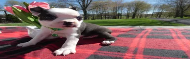 Boston Terrier Puppy 2 Malone